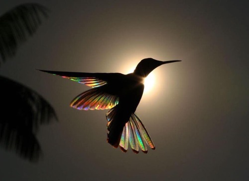 everythingstarstuff:Sunlight passing through the wings of a Black Jacobin Hummingbird forms a prism 