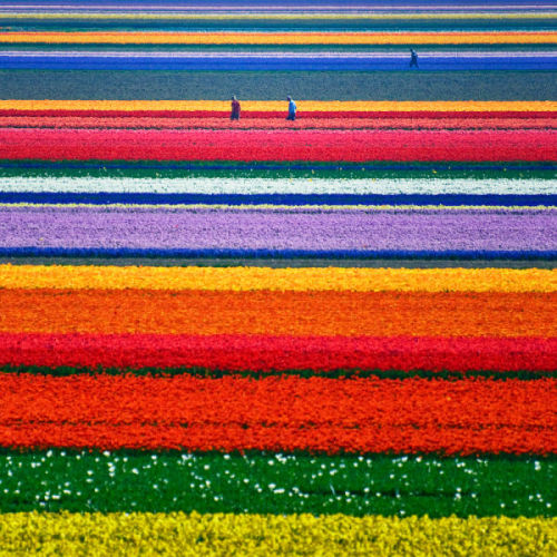Porn photo Beautiful geometry (tulip fields)