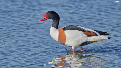 Shelduck - Tadorna (Tadorna tadorna)Vila Franca de Xira/Portugal (5/05/2022)[Nikon D500; AF-S Nikkor