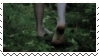 walk in the forest