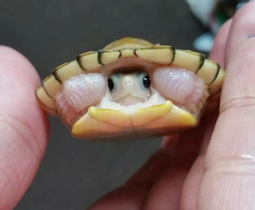 pardonmewhileipanic: the-nerdy-curvy-feminist: end0skeletal: This has been a baby turtle (and tortoi