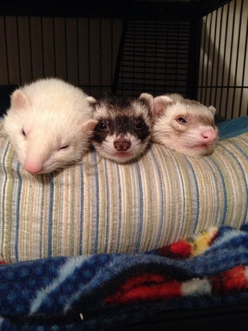 Three little ferrets all in a row.