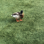 keetkeet
