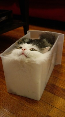 cutecornflakes:  UPDATE: Feline continues to seek fully liquid state