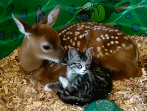 i-justreally-like-cats-okay:  x