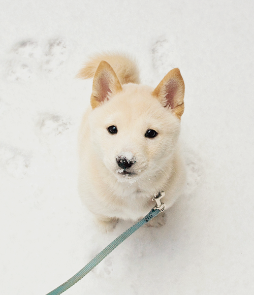 chickabiddy:  Snow Princess (by SurlyCook)       