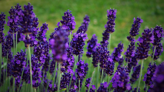 Medicinal shrub and tree species include lavender