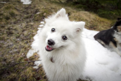 spartathesheltie:  “sooo… any chance of treats here, or…”