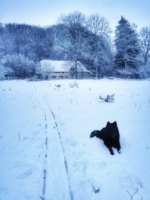 My favourite way to feed the animals is when the llamas decide it’s too cold and windy for them to v