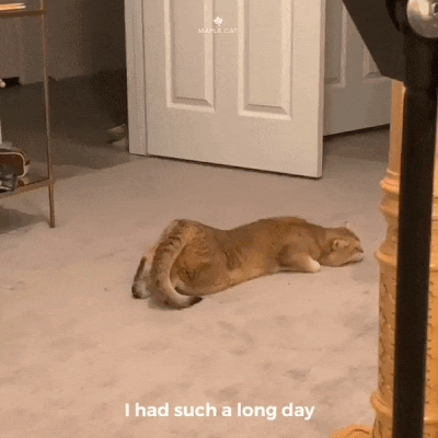 natsdorf — Leaving work on Friday. (via maple.cat) [please...