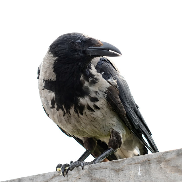 ravensbeak:  Hooded Crow by Knut Riise 