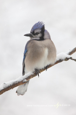 o-mommie:  Winter Blue by Nate-Zeman A blue jay perches on a snow covered branch on a snowy day in Wisconsin. 