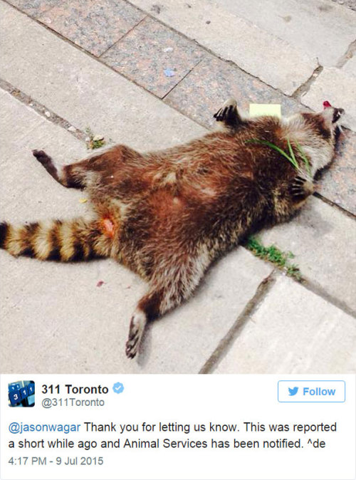 thewightknight:  People in Toronto made a memorial for a dead raccoon after city forgot to pick it up for 12 hours