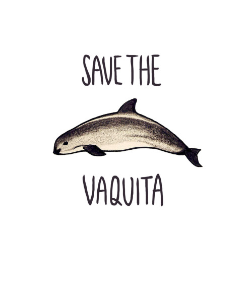 The vaquita porpoise is the WORLD’S MOST RARE MARINE MAMMAL and is in imminent danger of total extin