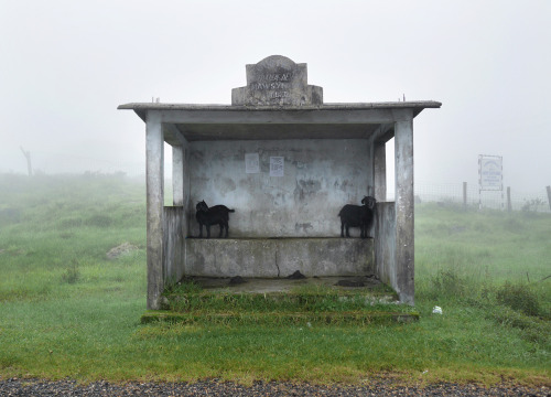 olio-ataxia:Goats shelter in Mawsynram bus stop. Amos Chapple