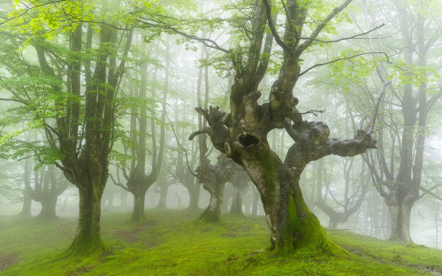 Criaturas del bosque by Ekaitz Arbigano