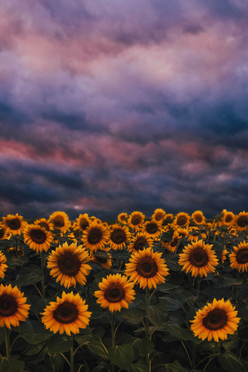 lsleofskye:sunflowers during cloudy sunset