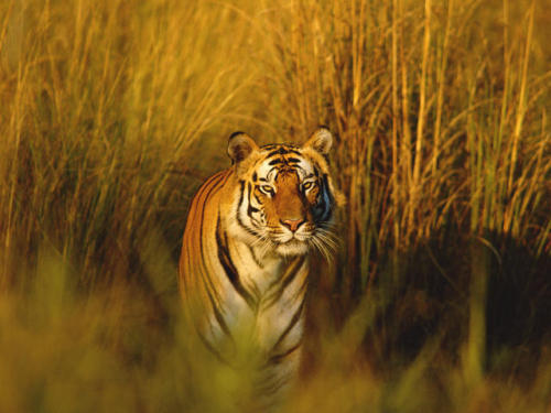 “Tigers do not know that human beings have no sense of smell, and when a tiger becomes man-eat