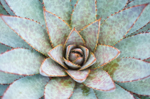 flora-file: xMangave ’Bloodspot’ Currently, this plant is considered an intergeneric hybrid between 