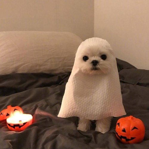 babydogdoo:Halloween is coming and my dog is excited