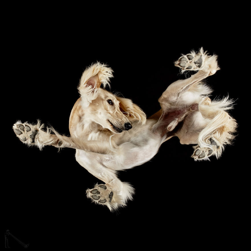 transvegetarian:  culturenlifestyle: Photographer Captures the Underbelly of Dogs