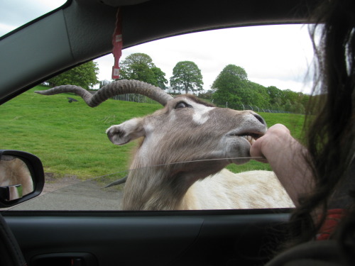 we went to a safari park. probably the best photos i got out of all of them