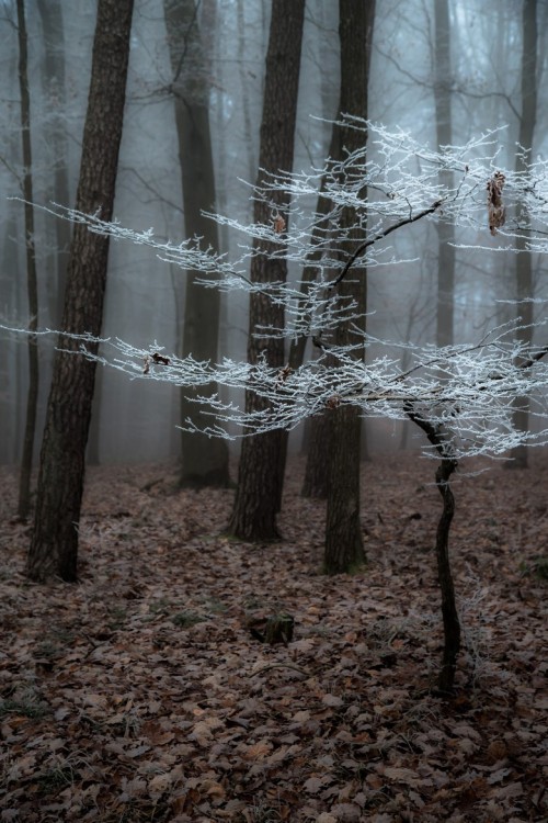 palavre:Frozen Fog II by Thomas Timmermann