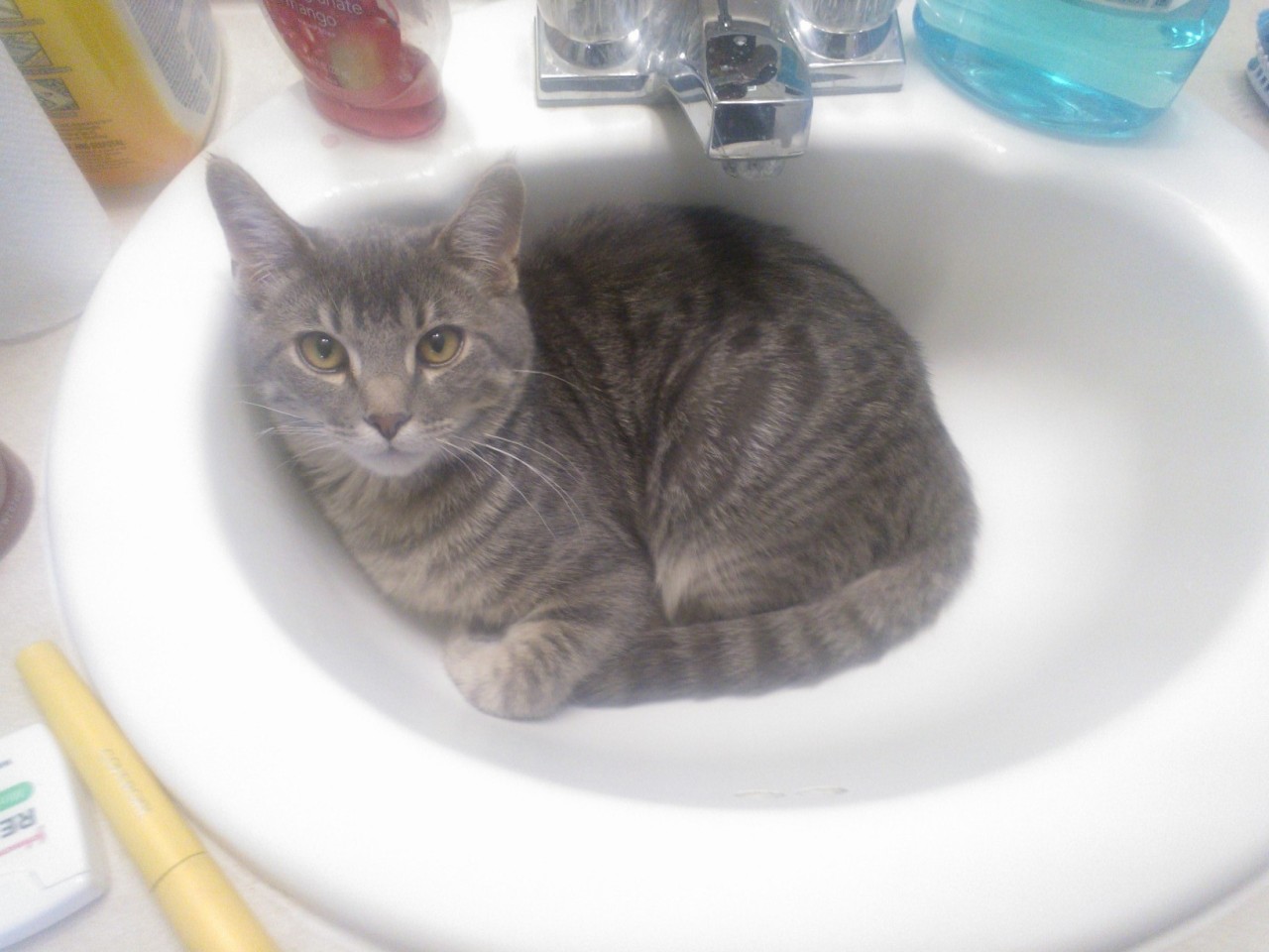 Steve has discovered that he can now jump high enough to get onto counters. How convenient