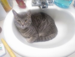 Steve has discovered that he can now jump high enough to get onto counters. How convenient that the sink is perfectly shaped for kitty to sleep in