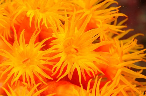 Tubastraea, also known as sun coral