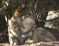 wolveswolves:  Mexican gray wolf (Canis lupus