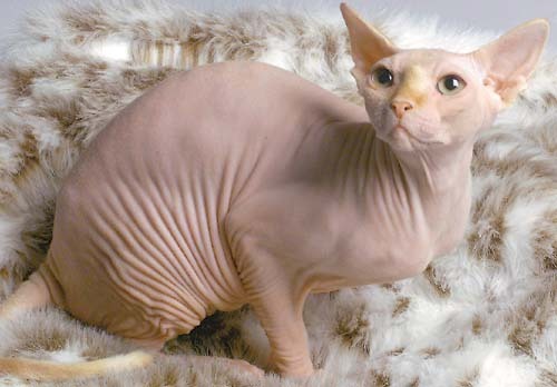 khaleesikun:WHAT GUYS LOOK FOR IN GIRLS:HAIRLESSNATURAL STUNNING EYES SHORT A LIL