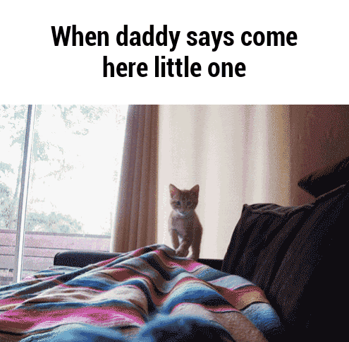 naughtynurse1964:  little-princess-julie:  🐈Come here, little one🐈  Awe Adorable 💖