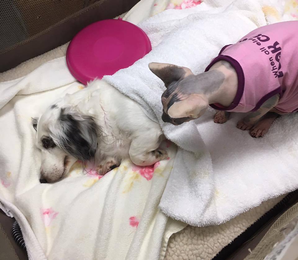 catsbeaversandducks: Meet Nurse Raisin She’s cute, professional, kind and very