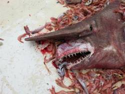 sixpenceee:  A goblin shark of 18-20 feet long was captured by Carl Moore, a shrimp fisher, off the coast of Key West in Florida. This is only the second member of this species ever caught in the Gulf of Mexico. It was alive before and after this picture