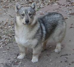 poupon:  sinvraal:  persian-slipper:  anathemarmotqueen:  Hello tumblr allow me to present you the swedish vallhund i´m VERY confused as you guys are not freaking out about these little guys yet since they´re basically WOLF CORGIS.  I swear to god,