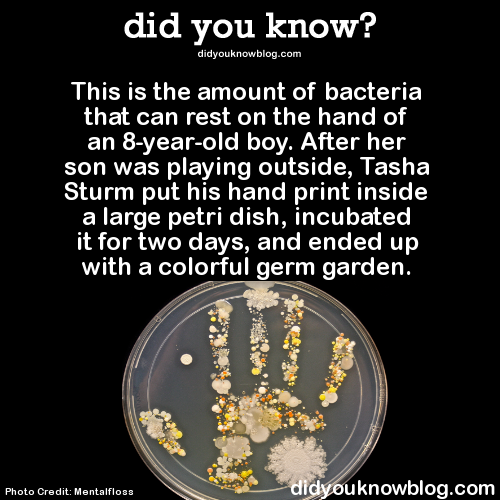 did-you-kno:  This is the amount of bacteria that can rest on the hand of an 8-year-old boy. Source