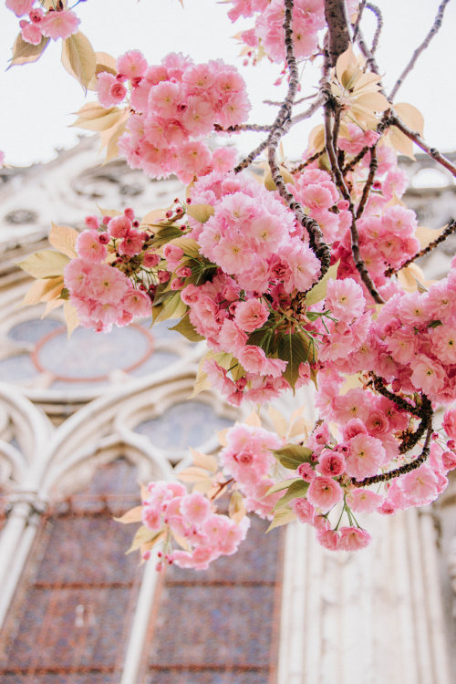 florealegiardini:Cathédrale Notre-Dame de Paris, Paris, France ~ Forthosewhowander.com