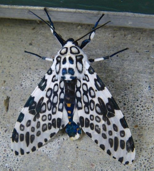 The Giant Leopard Moth (Hypercompe Scribonia) Is A Moth Of The Family Erebidae. They Are Distributed
