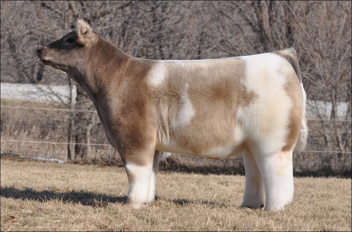 briskbaby:  spiritual-realm:  omg look at these fluffy fucking cows   @werefoxe