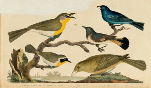 From: Wilson, Alexander, 1766-1813. American ornithology, or, The natural history of the birds of th