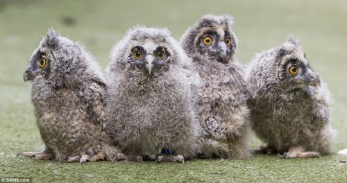 a-dinosaur-a-day: Ok I see a post going around that is a bunch of baby mammals and that’s grea