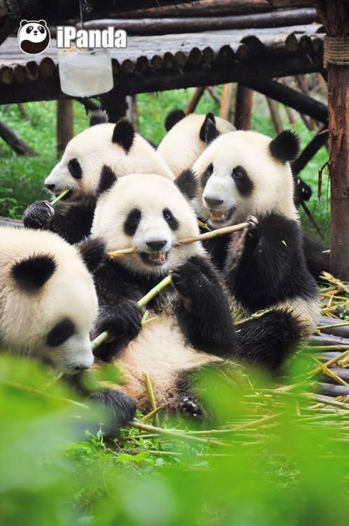 soinlovewithpandas: Giant Pandas eating bamboo in China on August 19, 2016.© iPanda