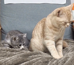 disgustinganimals:  moosefeels:apprentice and master baker makin biscuits i can’t wait until these blankets come out of the oven i’m so hungry
