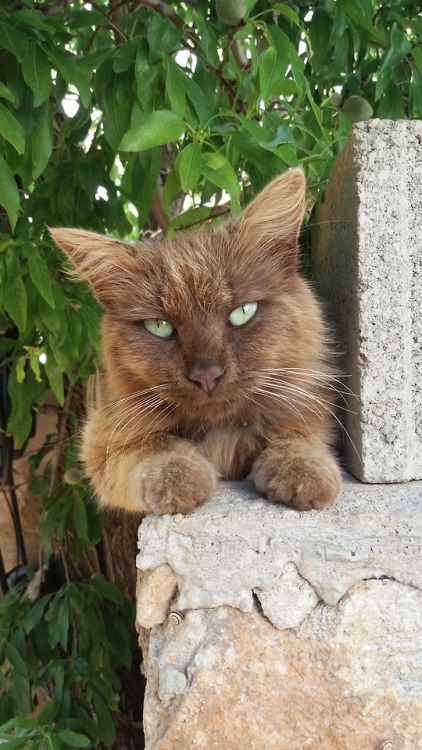 my-cat-trastu: Brown  &amp; green