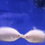 erdbeerfisch