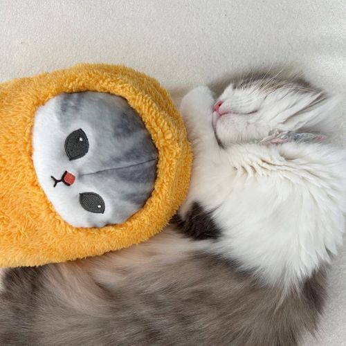 Aww So Adorable