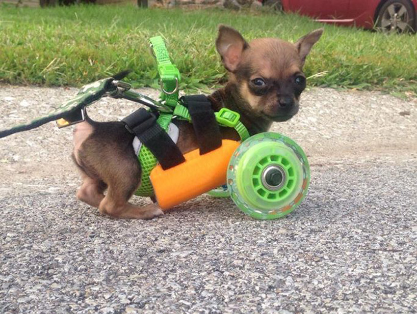 rosalarian:  cubebreaker:  TurboRoo, a chihuahua born without its front legs, was