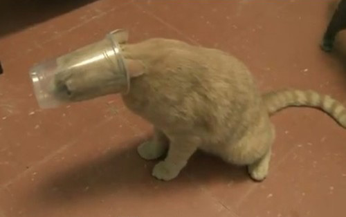 the-absolute-best-gifs: Cats Stuck in Things