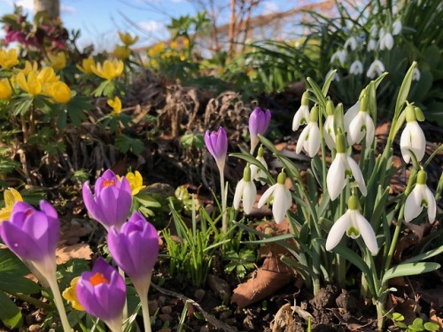 A beautiful Kentish snowdrop garden&hellip; a paradise for pollinators early in the year. There were